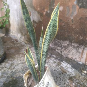 Snake Plant In Healthy Condition