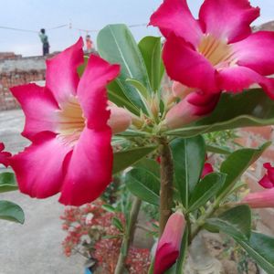 Adenium Plant