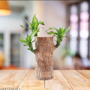 Brazilian Lucky Bamboo Live Plant Wood