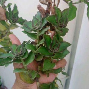 Basket Plant Cuttings - 2