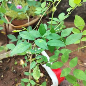 Double Petal Blue Aprajita Plant