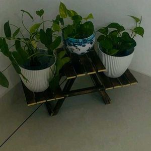 Wooden Plant Holder Stand