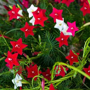 Seeds Cypress Red Vine