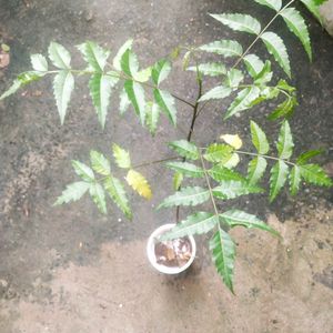 Healthy Neem Plant With Root