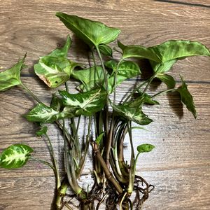 Syngonium PIXIE Plant