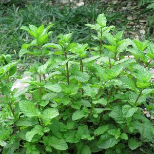 Podina Root's With Plastic Pot