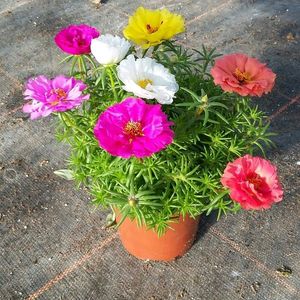 Portulaca Flower Plant