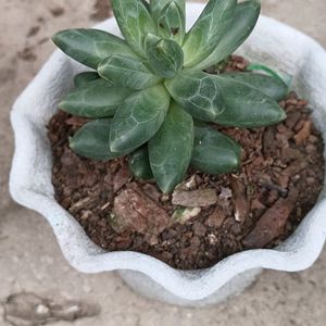 Little Jewel Succulent