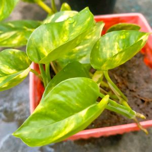 Golden Pothos