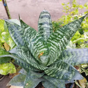 Dwarf Snake Plant (Sansevieria Hahnii) | Rounded S