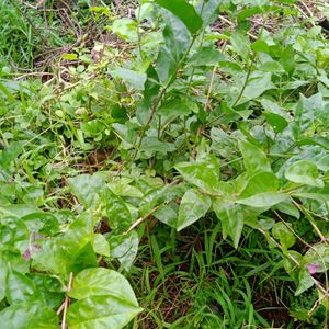 Star Jasmin Plant