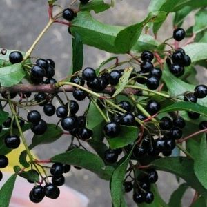 Jamun Plant