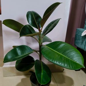 Hyderabad Only Self Pickup Available, Rubber Plant