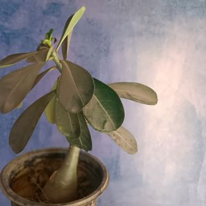 Adenium Plant