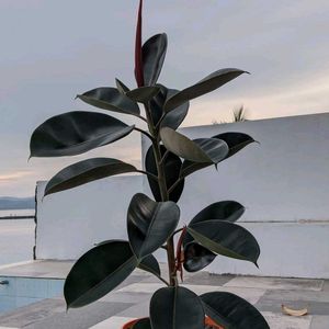 Rubber Plant (indoor & outdoor)