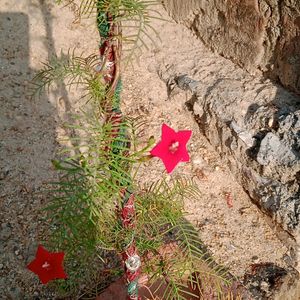 Cypress Vine Seeds