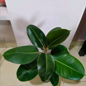 Hyderabad Only Self Pickup Available, Rubber Plant