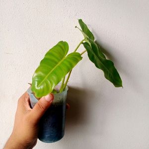 Philodendron Burl Maxx Well Rooted Plant