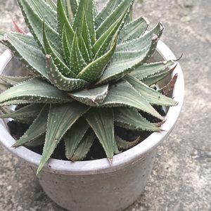 Matured Variegated Haworthia