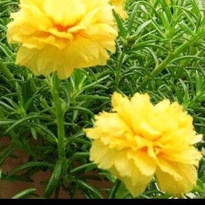 Offer 🎉🎉 Combo Of 4 Portulaca Plants Cutting 💐