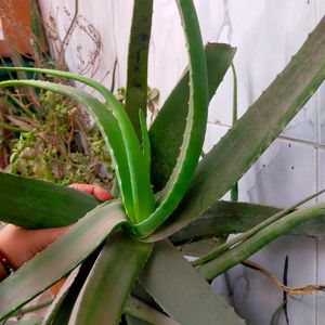 Fresh Aloevera Plants In All Size You Can Buy