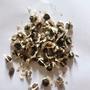 Moringa Seeds For Plantation 30 Seed