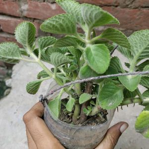 Ajwain Plant