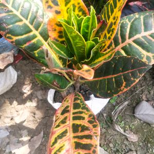 Garden Fire Croton With Healthy Root