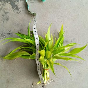 Lucky Bamboo 1'