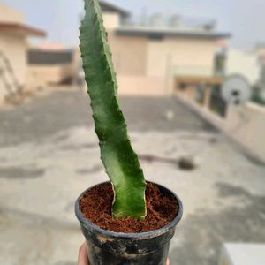 🔥🌱 Dragon Fruit Plant Cutting 🌱🔥