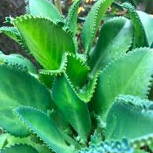 Bryophyllum Plant Shapling 1pices Per Order