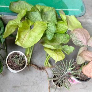 Cuttings And Rooted Mix Plants Combo Offer