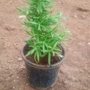 Rosemary And Stroberry Live Plant