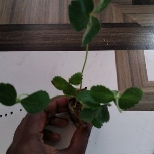 Stroberry Live Plant