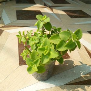 Ajwain Plant ☘️