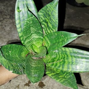 Dwarf Snake Plant Bare Rooted