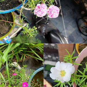 Seeds And Cuttings