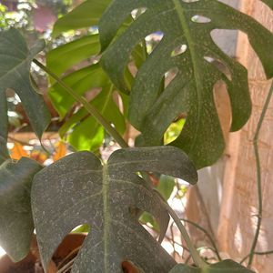 Monstera deliciosa, the Swiss cheese plant