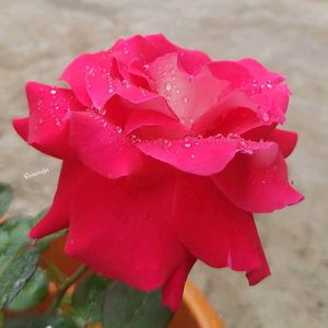 Rose / Gulab / hybrid plant / grafted