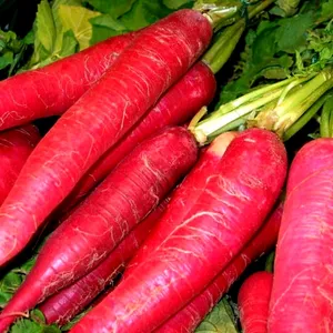 Organic Red Radish 500 Seeds