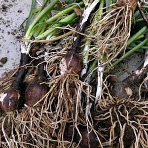 10 Bulbs Rain Lily