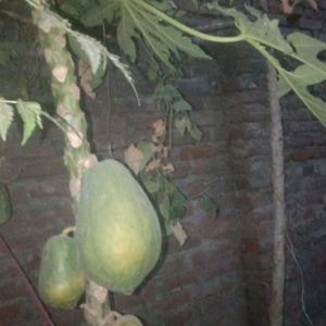 Papaya Seeds 🌾😻