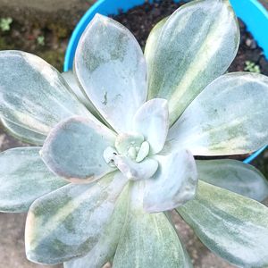 Variegated Succulent