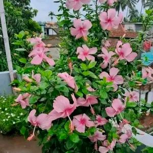 Combo Of 3 Color Hibiscus Cutting Available