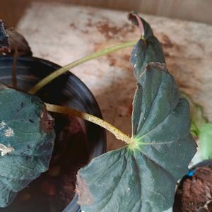 Begonia Plant Pot