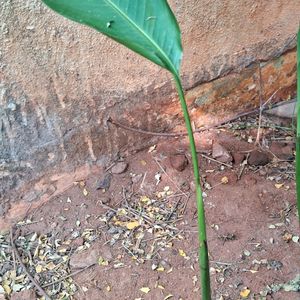 Yellow Heliconia 1 Rooted Plant 15" Long