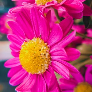 Pink Chrysanthemum Cuttings 2