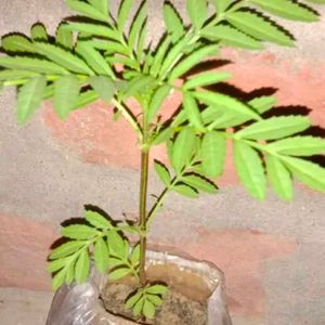 Combo Of Genda Nd Guldaudi Plant With Root