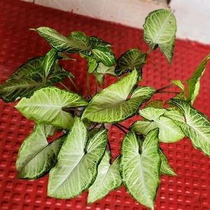 Set 2 Arrowhead & Coleus Plants & Pot