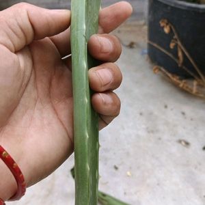 Aloe Vera Leaves